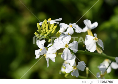 大根の白い花 大根の白い花 113687601