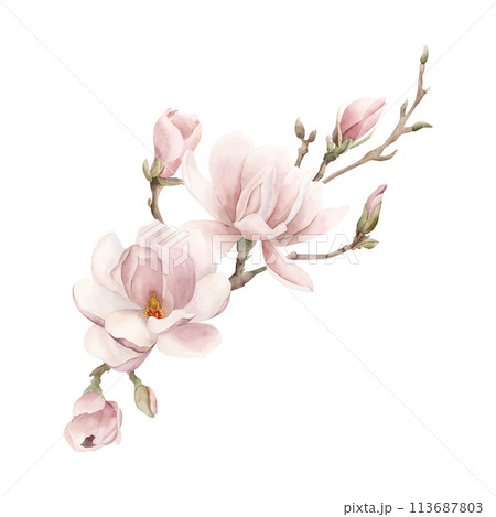 Composition of light pink magnolia flowers, buds and sprigs. Floral watercolor illustration hand painted isolated on white background. Spring blossom for print, label or cosmetic packaging. Excellent  113687803
