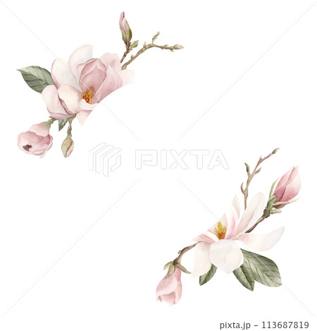 Light pink magnolia flowers, buds, sprigs and leaves. Floral watercolor illustration hand painted isolated on white background. Wreath of spring blossom for cosmetic packaging, print, label or logo. Light pink magnolia flowers, buds, sprigs and leaves. Floral watercolor illustration hand painted isolated on white background. Wreath of spring blossom for cosmetic packaging, print, label or logo. 113687819