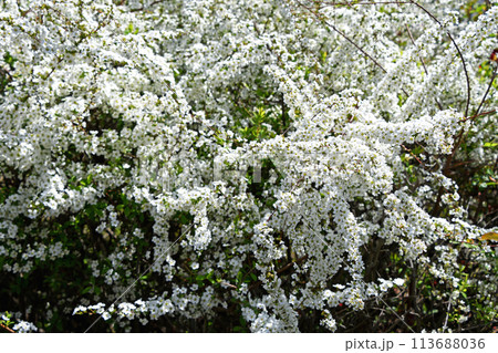 ユキヤナギ(雪柳) ユキヤナギ(雪柳) 113688036