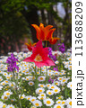 春の花壇 113688209