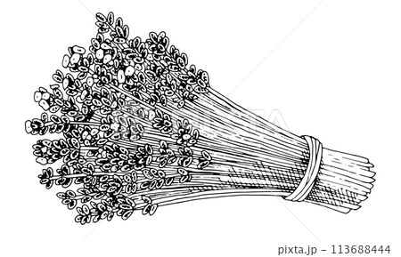Lavender Flowers Bouquet vector. Outline illustration of floral plant. Black line art of lavanda branches. Linear drawing on isolated background. Hand drawn editable clipart. Bunch of herbs sketch 113688444