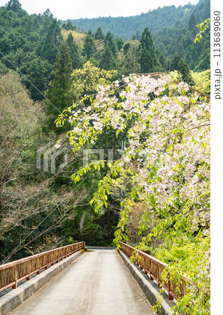 和歌山県九度山町の小学校通学路 和歌山県九度山町の小学校通学路 113689060