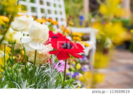 春の久屋大通庭園フラリエ、満開の花々〈愛知県名古屋市〉 113689619