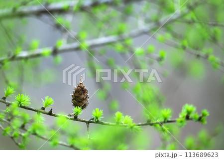 A larch cone on a branch, surrounded by young green needles. 113689623