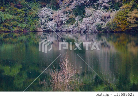 御前山ダムのダム湖に反射する植物 113689625
