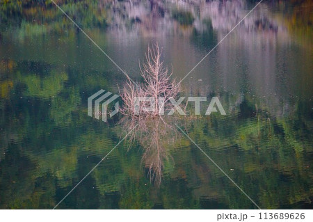 御前山ダムのダム湖に反射する植物 113689626