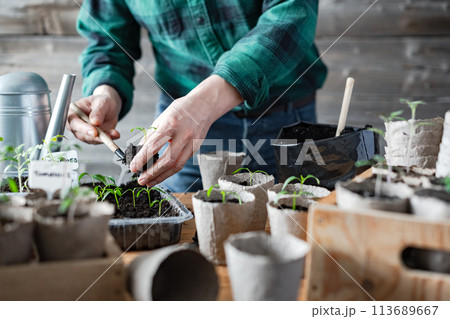 Farmer transplants tomato and pepper seedlings into peat cups Farmer transplants tomato and pepper seedlings into peat cups 113689667