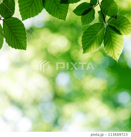 Nature background from young green beech leaves 113689723