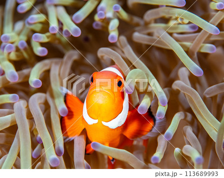 イソギンチャクの中で隠れるカクレクマノミ 113689993