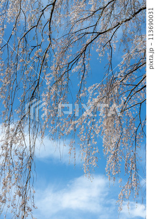 岩手県大船渡市の枝垂桜 岩手県大船渡市の枝垂桜 113690031