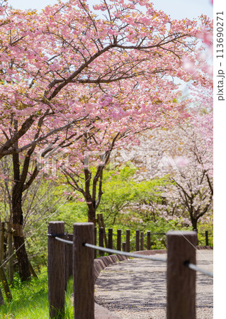 春の東山動植物園、桜の回廊〈愛知県名古屋市〉 春の東山動植物園、桜の回廊〈愛知県名古屋市〉 113690271