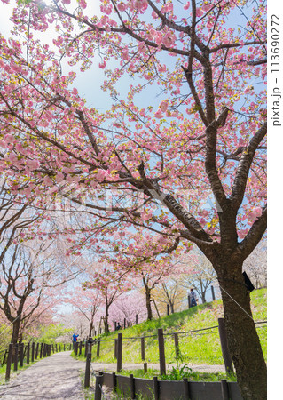 春の東山動植物園、桜の回廊〈愛知県名古屋市〉 春の東山動植物園、桜の回廊〈愛知県名古屋市〉 113690272