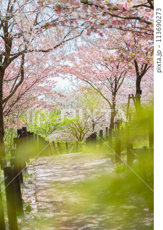 春の東山動植物園、桜の回廊〈愛知県名古屋市〉 113690273