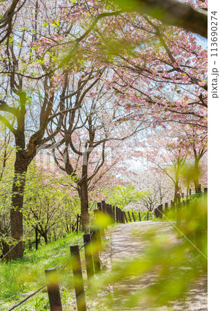 春の東山動植物園、桜の回廊〈愛知県名古屋市〉 113690274