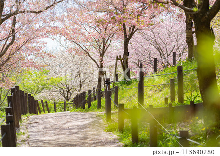 春の東山動植物園、桜の回廊〈愛知県名古屋市〉 春の東山動植物園、桜の回廊〈愛知県名古屋市〉 113690280