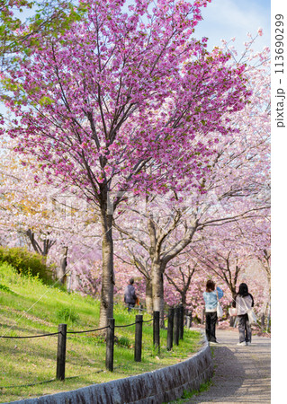 春の東山動植物園、桜の回廊〈愛知県名古屋市〉 113690299
