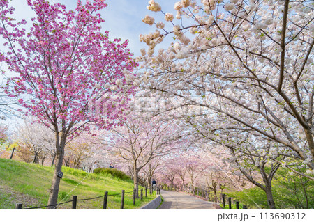 春の東山動植物園、桜の回廊〈愛知県名古屋市〉 113690312