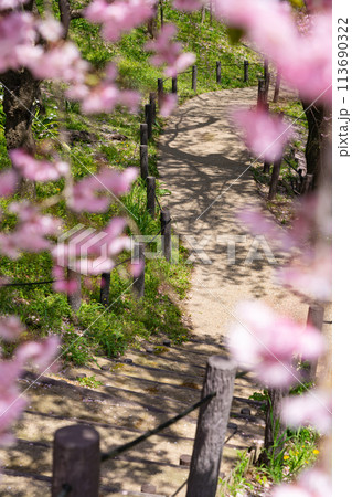 春の東山動植物園、桜の回廊〈愛知県名古屋市〉 113690322