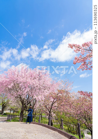 春の東山動植物園、桜の回廊〈愛知県名古屋市〉 113690325