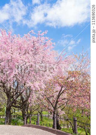 春の東山動植物園、桜の回廊〈愛知県名古屋市〉 113690326