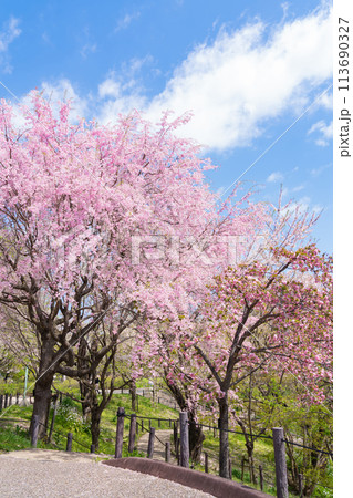 春の東山動植物園、桜の回廊〈愛知県名古屋市〉 春の東山動植物園、桜の回廊〈愛知県名古屋市〉 113690327