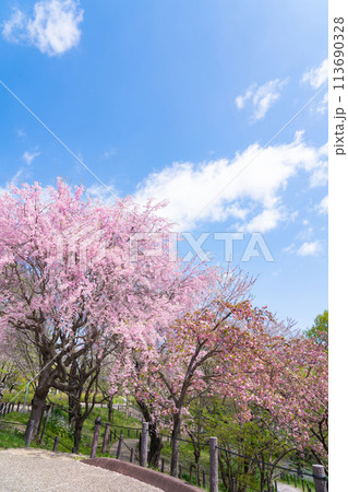 春の東山動植物園、桜の回廊〈愛知県名古屋市〉 春の東山動植物園、桜の回廊〈愛知県名古屋市〉 113690328