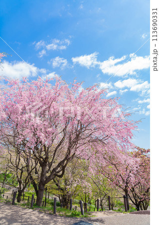 春の東山動植物園、桜の回廊〈愛知県名古屋市〉 113690331