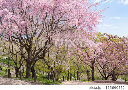 春の東山動植物園、桜の回廊〈愛知県名古屋市〉 113690332