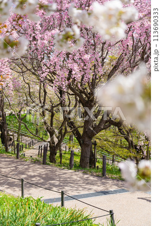 春の東山動植物園、桜の回廊〈愛知県名古屋市〉 113690333