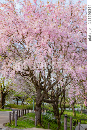春の東山動植物園、桜の回廊〈愛知県名古屋市〉 春の東山動植物園、桜の回廊〈愛知県名古屋市〉 113690344