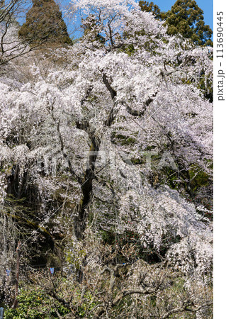 岩手県大船渡市紅しだれ桜 岩手県大船渡市紅しだれ桜 113690445