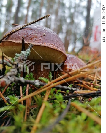 White mushroom White mushroom 113690457