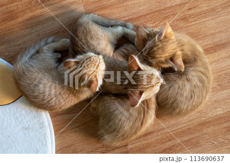 Top view of four young orange cats were happily sweet dreams sleeping on the floor. Top view of four young orange cats were happily sweet dreams sleeping on the floor. 113690637