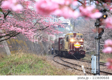わたらせ渓谷鐵道「トロッコわたらせ渓谷号」ピンク色の桜に包まれて わたらせ渓谷鐵道「トロッコわたらせ渓谷号」ピンク色の桜に包まれて 113690688