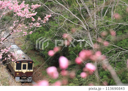 わたらせ渓谷鐵道「山奥の緑を背景に咲くピンクの花桃」 113690843