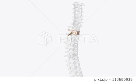 Second thoracic vertebrae (T2): The T2 vertebra is larger than T1 ... thoracic vertebra and the lumbar vertebrae 113690939