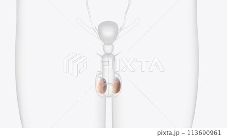 The testes are 2 small organs that are found inside the scrotum The testes are 2 small organs that are found inside the scrotum 113690961