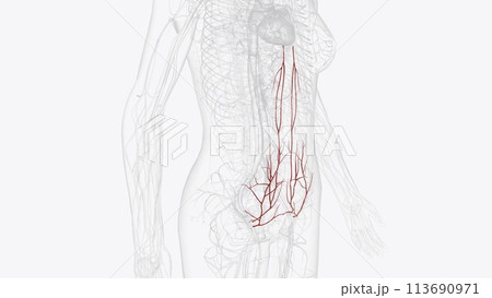 Arterial supply to the abdomen is by the branches of the abdominal aorta Arterial supply to the abdomen is by the branches of the abdominal aorta 113690971