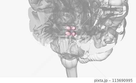 The superior colliculi are a structure of the dorsal midbrain and are part of the mesencephalic tectum The superior colliculi are a structure of the dorsal midbrain and are part of the mesencephalic tectum 113690995