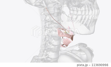 Connective tissue of throat Connective tissue of throat 113690998