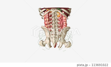 The lymphatic system is a network of delicate tubes throughout the body The lymphatic system is a network of delicate tubes throughout the body 113691022