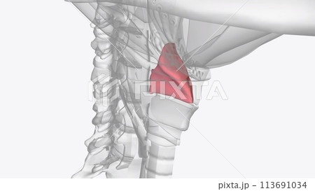 Cartilages, ligaments, membranes and muscles of the larynx 113691034