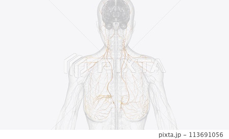 The cervical plexus is a conglomeration of cervical nerves formed by the anterior (ventral) rami of spinal nerves C1-C4 The cervical plexus is a conglomeration of cervical nerves formed by the anterior (ventral) rami of spinal nerves C1-C4 113691056