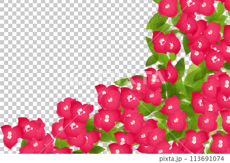 ブーゲンビリア、ブーゲンビレアの花のカード3 ブーゲンビリア、ブーゲンビレアの花のカード3 113691074