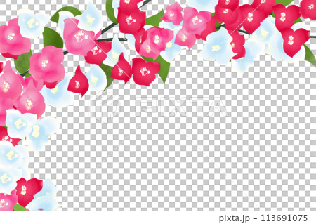 ブーゲンビリア、ブーゲンビレアの花のカード4 113691075