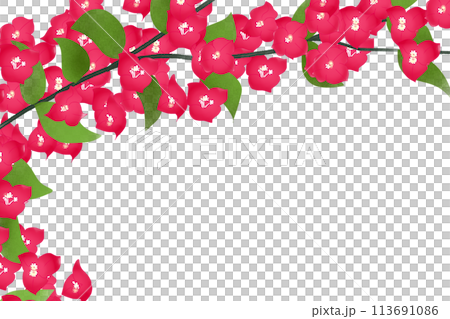 Bougainvillea, Bougainvillea flower card 9 113691086