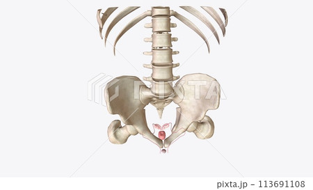 The female reproductive system consists of internal and external body parts that help you reproduce 113691108