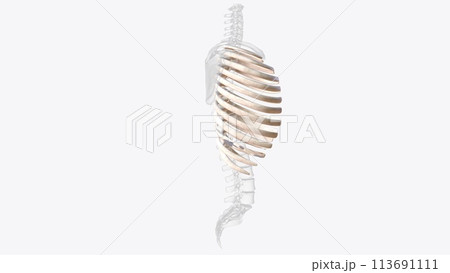 The rib cage consists of 24 ribs , which are attached to a long, flat bone in the centre of the chest called the sternum The rib cage consists of 24 ribs , which are attached to a long, flat bone in the centre of the chest called the sternum 113691111