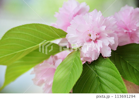 八重桜 113691294